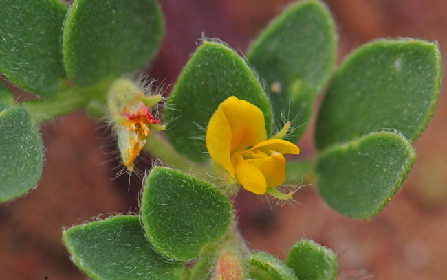 Lotus humistratus, Foothill Deervetch, Southwest Desert Flora